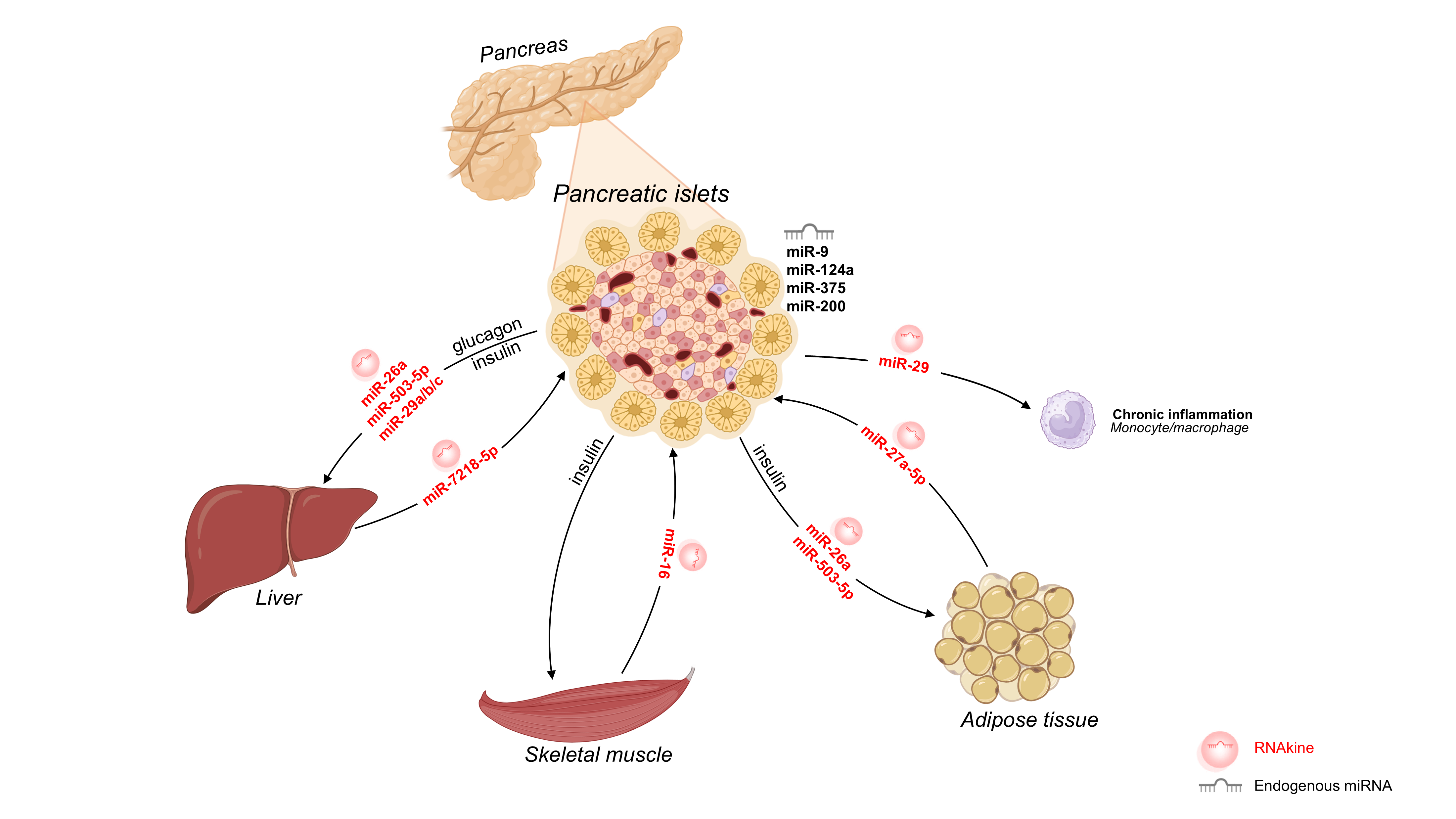 Roles of RNAkines in regulating glucose homeostasis | ELSPublishing